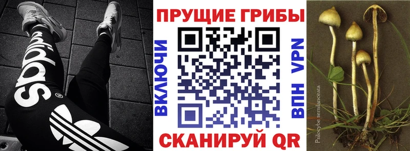 Галлюциногенные грибы мицелий Чехов